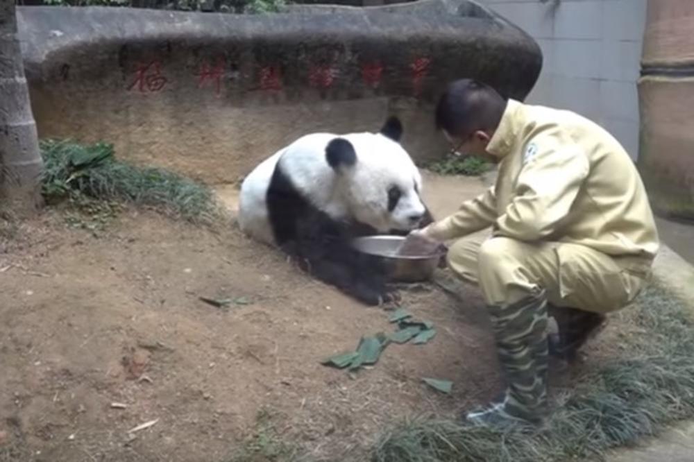 (VIDEO) TUŽAN DAN: Umrla najstarija panda na svetu u 37. godini!