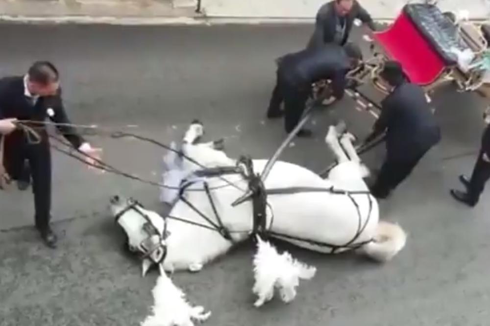 BRAK IM JE POČEO TRAGEDIJOM: Konj se srušio od umora dok je vukao svadbenu kočiju (VIDEO)