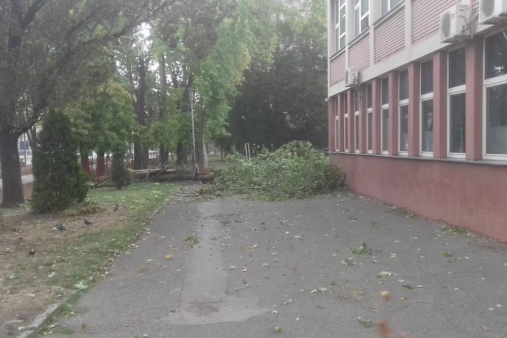 (TVITOVI) SLIKE NEVREMENA, SREĆA U NESREĆI PA JE BILA NEDELJA: Drvo palo u školsko dvorište kod Fontane, olujni vetar odneo krov škole u Zaplanjskoj