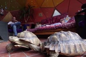 (VIDEO) RADIO JE 4 MESECA I POTROŠIO 5.000 DOLARA: Napravio je stakleni dom za svoje dve kornjače, a rezultat je savršenstvo!