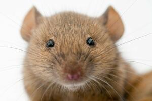 VASKRSNUĆE: Vrsta miša za koju se verovalo da su je pre više od 150 godina istrebile mačke, pronađena u Australiji