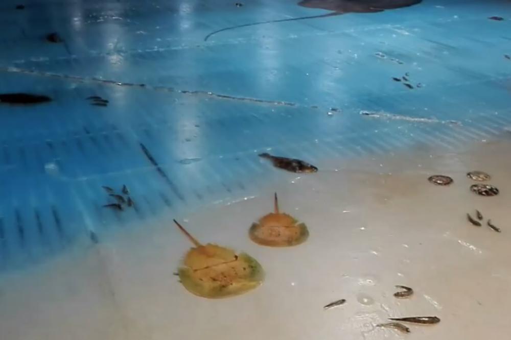 (VIDEO) BIZARNA ATRAKCIJA: Zaledili 5.000 riba da bi se ljudi klizali preko njih!