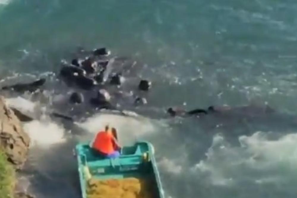 (VIDEO) UŽAS KOGA NE ŽELE DA SE ODREKNU: Japanci ubili 177 kitova ove sezone