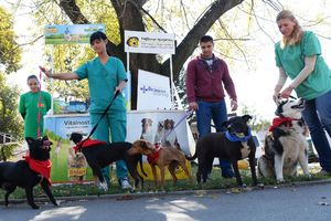 (FOTO) LJUBAV STANUJE U ČUBURSKOM PARKU: Ovim kucama potreban je topli dom