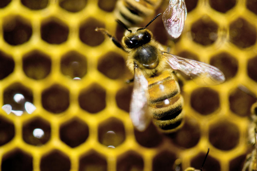 LOPOVI TIPUJU I KOŠNICE: Apatinski pčelari nude 100 evra nagrade za informaciju i kradljivcima košnica