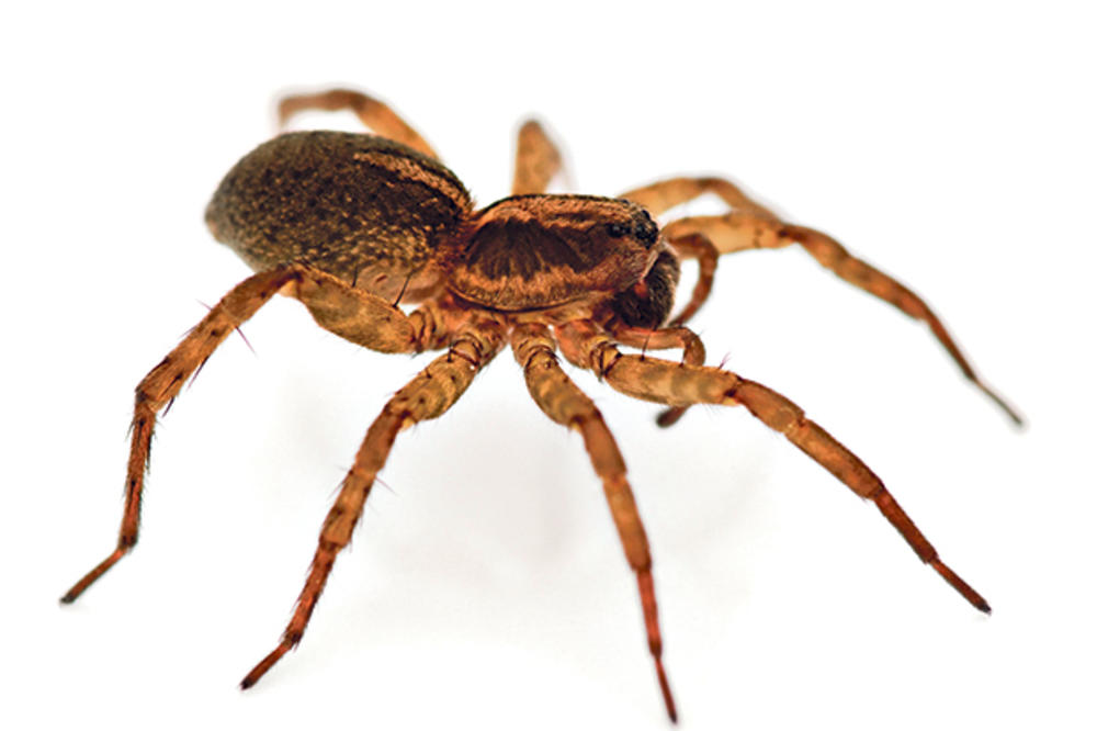 ALARMANTNO: Najezda otrovnih paukova