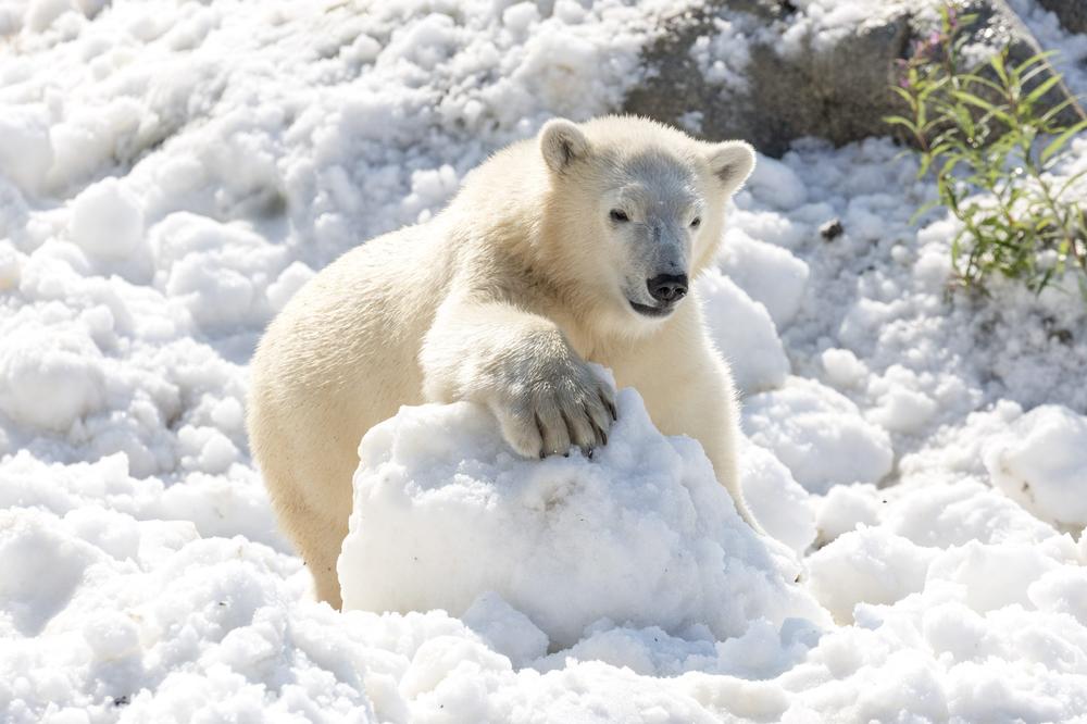 VANREDNO STANJE NA RUSKOM SEVERU: Invazija polarnih medveda, ljudi beže, jer se životinje ničega ne plaše