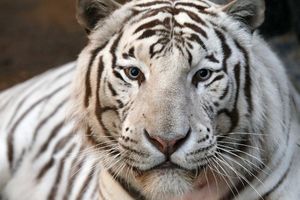 UŽAS U INDIJI: Dva bela tigra usmrtila čuvara nacionalnog parka