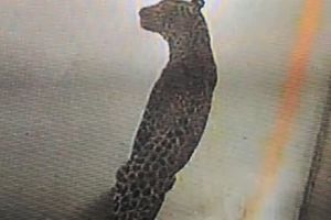 (VIDEO) RADNICI BEŽALI GLAVOM BEZ OBZIRA: Zalutali leopard zatvorio jednu od najvećih fabrika automobila