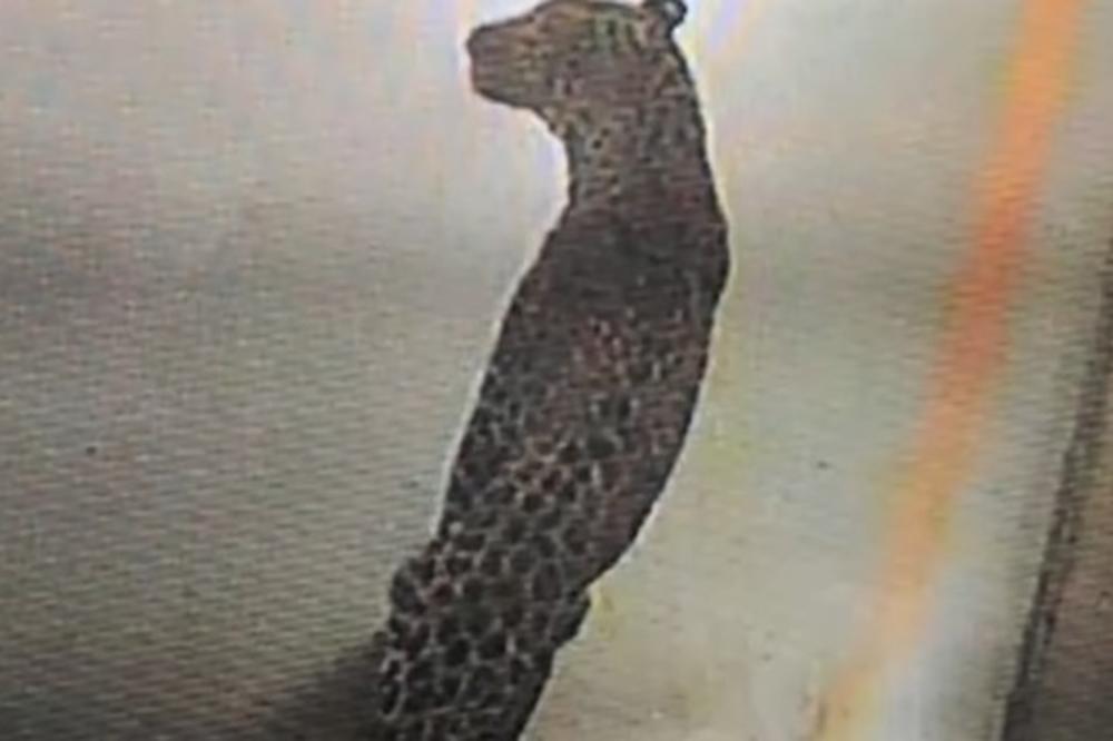 (VIDEO) RADNICI BEŽALI GLAVOM BEZ OBZIRA: Zalutali leopard zatvorio jednu od najvećih fabrika automobila
