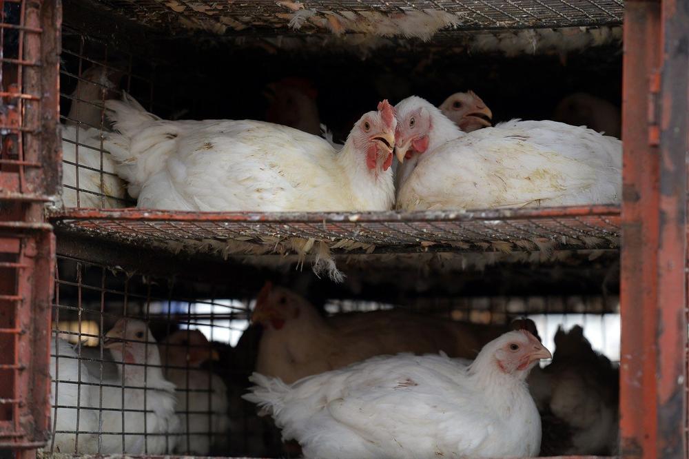 POSLE KONTAMINIRANIH JAJA, HOLANDIJU SAČEKAO NOVI PROBLEM: Zbog ptičjeg gripa biće uništeno 42.000 kokošaka
