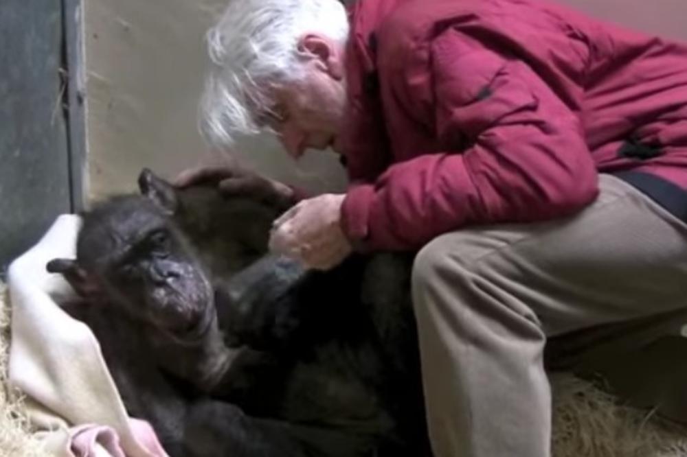 (VIDEO) SUZE ĆE VAM KRENUTI: Pogledajte kako se šimpanza na samrti pozdravlja sa svojim drugom!