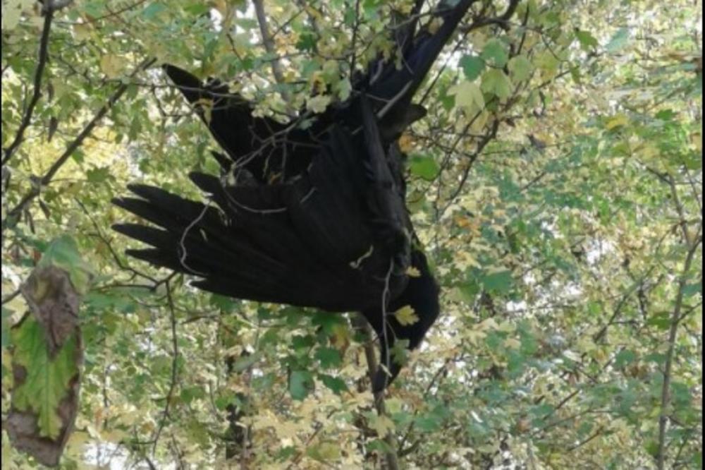 (UZNEMIRUJUĆI FOTO) POMOR GAVRANOVA KOD VALJEVA: Tuga... 20 mrtvih ptica na obali Kolubare, sumnja se na trovanje