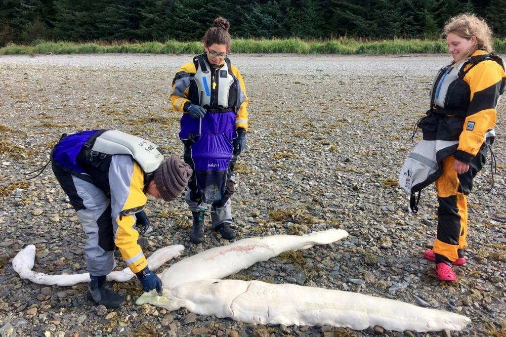 (FOTO) MISTERIJA ZALIVA: Još jedno neobično stvorenje se nasukalo na obalu Aljaske, naučnici u čudu