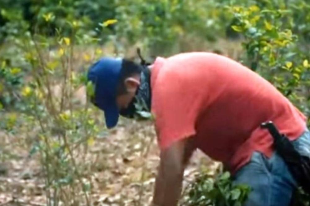 AMERIKA SE SPREMA ZA POPLAVU KOKAINA: Rekordna žetva koke u Kolumbiji, evo koliko droge dolazi u SAD (VIDEO)
