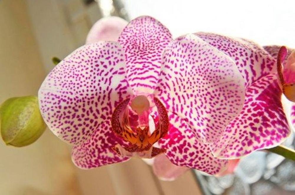 profimedia-0165246526, orhideja