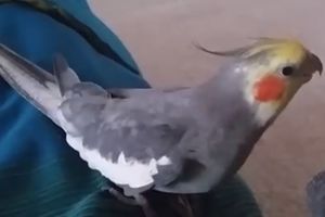 (VIDEO) OVA NIMFA ĆE VAM ULEPŠATI DAN: Pogledajte kako ptica pevuši melodiju iz Porodice Adams!