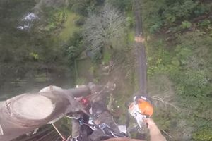 (VIDEO) ZAVRTEĆE VAM SE U GLAVI: Popeo se na drvo visoko 45 metara, pa ga isekao motornom testerom! Sve je snimio kamerom!