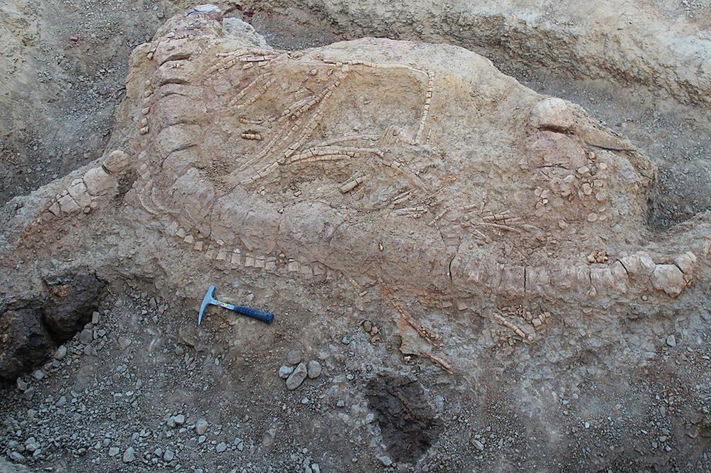PRONAĐENO MORSKO ČUDOVIŠTE STARO 150 MILIONA GODINA: Arheolozi nisu očekivali da će ga pronaći na ovom kontinentu