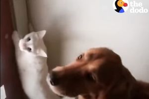 (VIDEO) NERAZDVOJNI: Raznežićete se kada vidite kako se ovaj pas i mačka savršeno slažu!