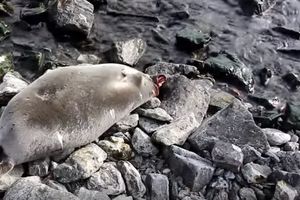 (VIDEO) STRAŠAN PRIZOR U RUSIJI: 130 mrtvih foka se nasukalo na obalu Bajkalskog jezera