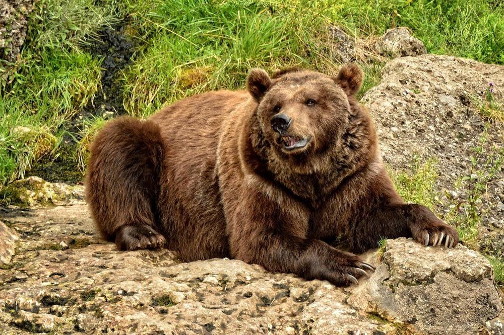 PANIKA! MEČKA HARA U BLIZINI KRAGUJEVCA: Napala jagnje, vlasnik ujutru došao i zatekao je kako mirno jede!