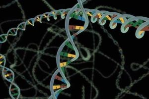 IGRA S MAJKOM PRIRODOM: Naučnici prvi put zamenili gene u samom čoveku!