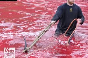 (UZNEMIRUJUĆI VIDEO) MASAKR NA FARSKIM OSTRVIMA: Pokolj kitova i delfina u moru krvi