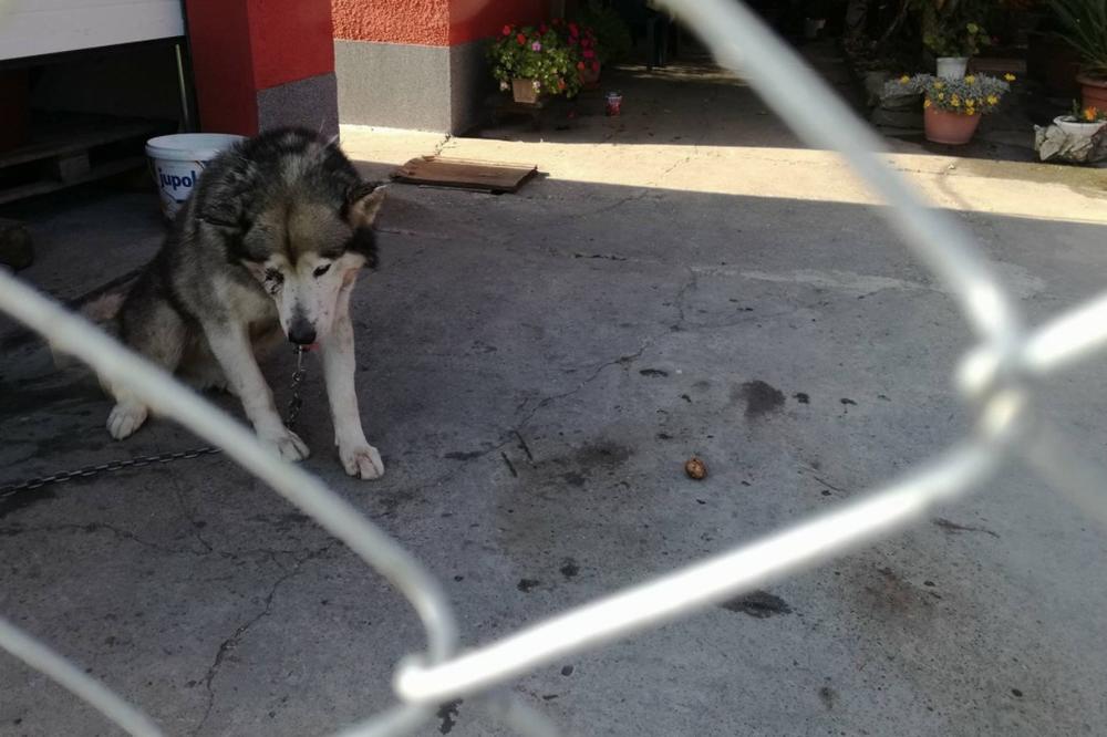 (FOTO) POTRESNA PRIČA IZ KOMŠILUKA: Uginuo pas koga je vlasnik pretukao metalnom šipkom