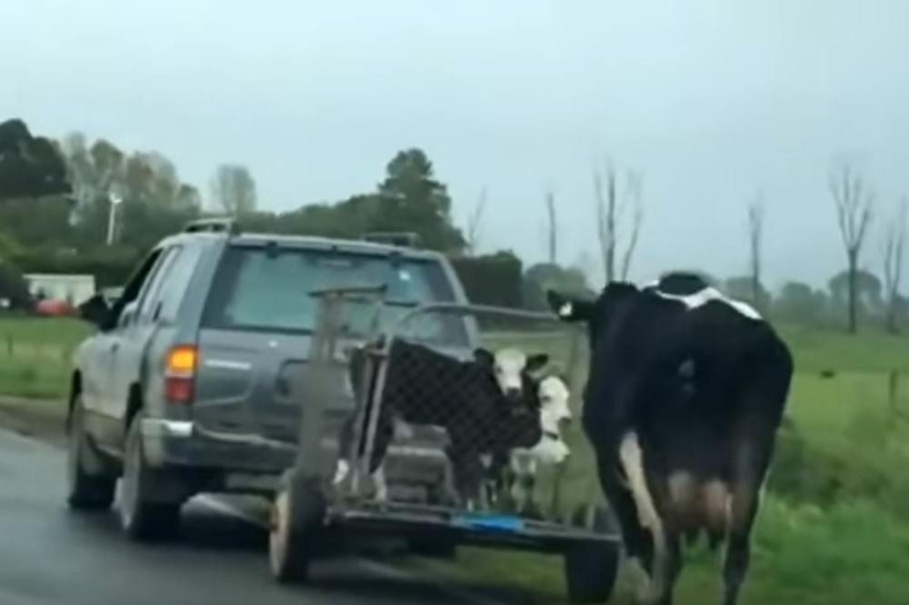 (VIDEO) PROBAJTE DA ZADRŽITE SUZE: Krava trči za mladuncima dok ih odvoze u prikolici! Srce da prepukne!