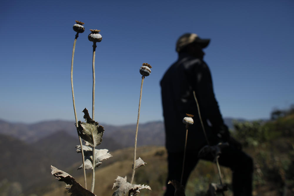 GAJE MAK NA SVE STRANE: Proizvodnja opijuma u Avganistanu porasla za skoro 90 odsto