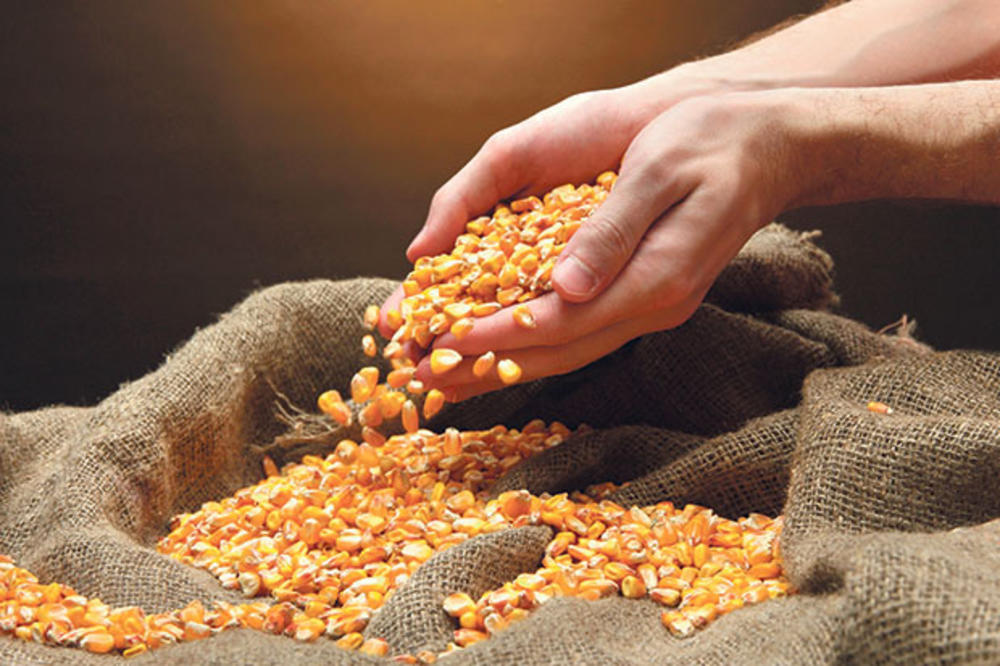 DOBAR ROD ŽITARICA: Kukuruz je trebalo prodavati kad je bila viša cena