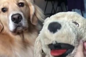 (VIDEO) HEJ, KRPENA, KUĆA JE PREMALA ZA DVOJE! Pas opasno ljubomoran na plišanu igračku!