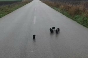 (FOTO) BORISLAV NIJE MOGAO DA OKRENE GLAVU, UNEO IH JE U AUTO I ODVEO NA TOPLO: Neko ih je ostavio na putu da umru... Novosađanin 5 štenaca spasao sigurne smrti!