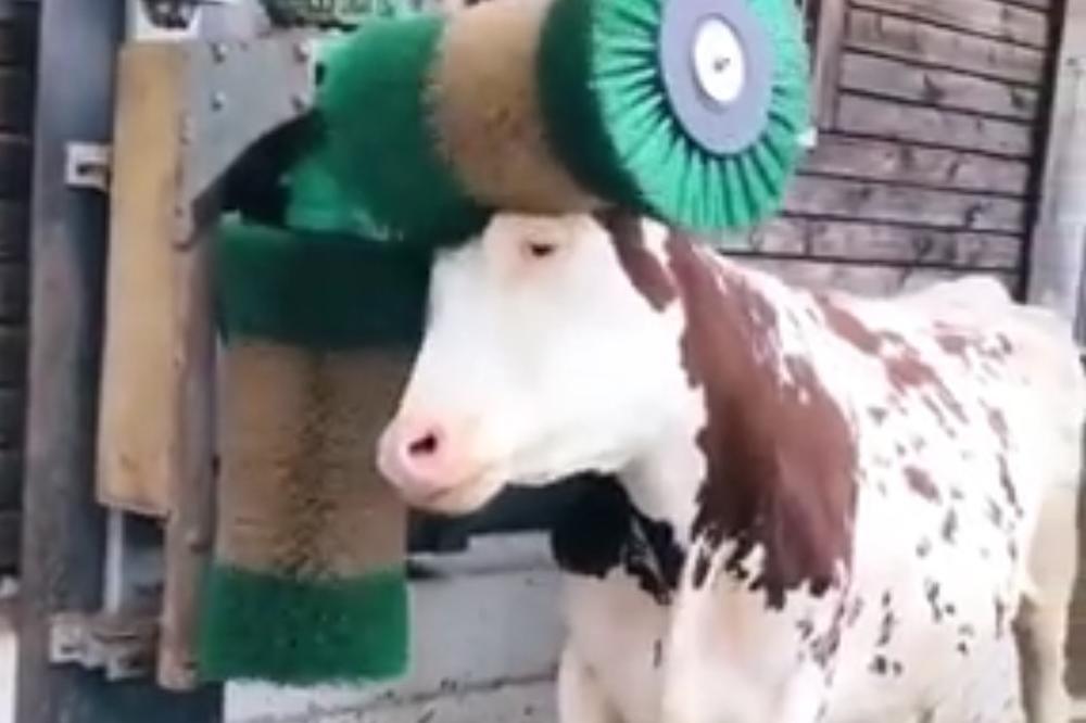 (VIDEO) Krava se navukla na češkanje, pa sad ne mogu da je oteraju odavde