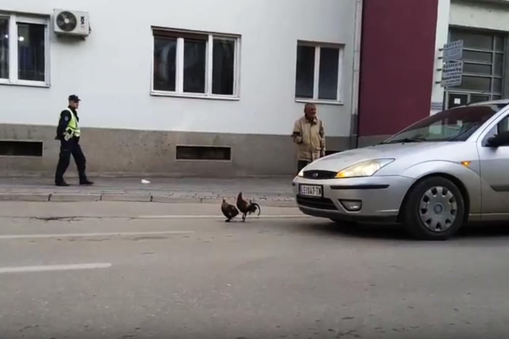 KOKOŠKE IZAZVALE SAOBRAĆAJNI HAOS U LESKOVCU: Pokušale da pređu ulicu pa se uplašile, morao da interveniše policajac