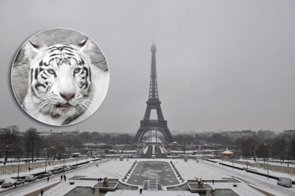 (VIDEO) LOV NA ULICAMA PARIZA: Tigar pobegao iz cirkusa, ustreljen na železničkoj stanici