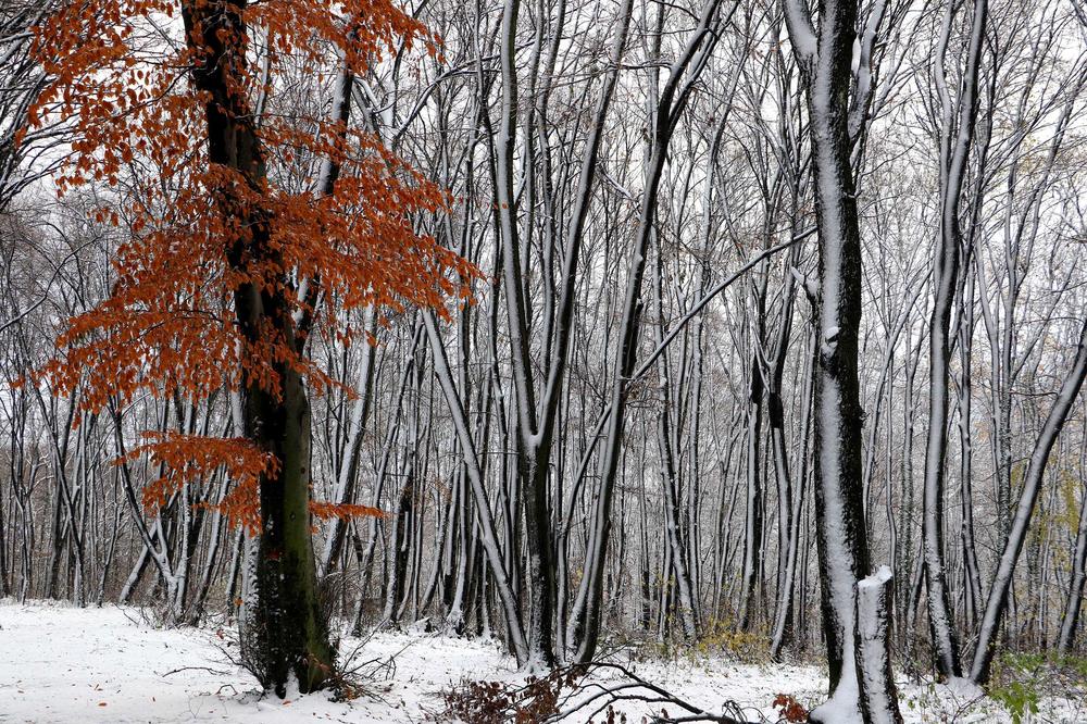 ZIMA STIŽE PRE VREMENA: Danas oblačno i hladno sa snegom