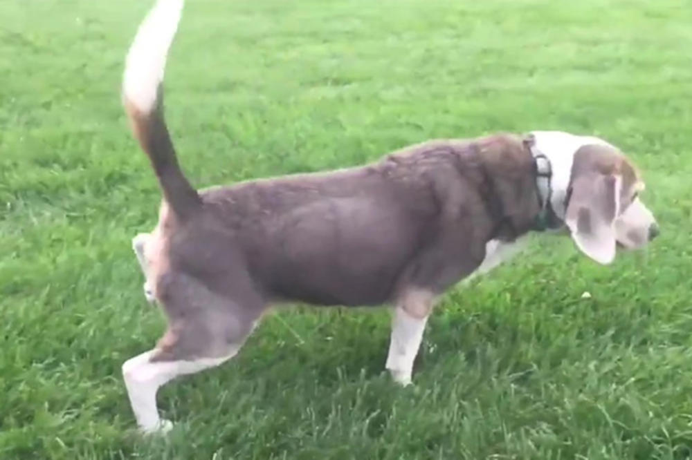 (VIDEO) TALENAT,DRESURA ILI JE SAMO BLESAV? Svi psi dignu nogu kad mokre, a ovaj diže dve i to zadnje!
