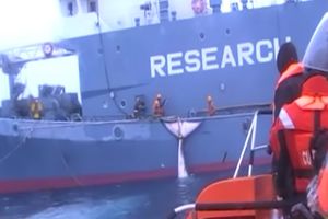(UZNEMIRUJUĆE) OVAJ VIDEO SU KRILI 10 GODINA: Najzad objavljeno kako se divljački ubijaju kitovi na Antarktiku