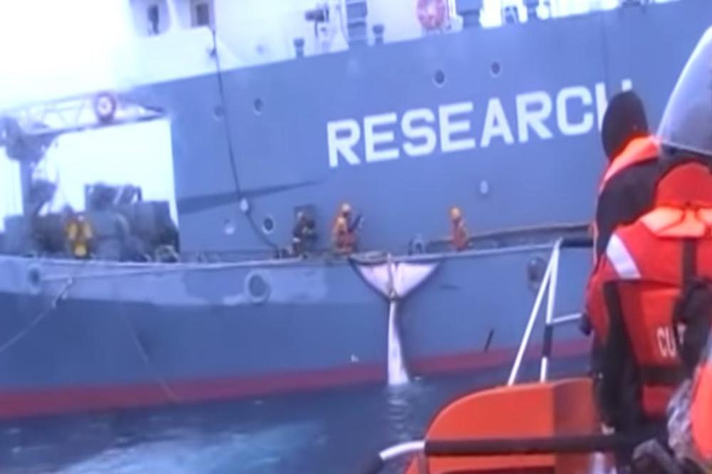 (UZNEMIRUJUĆE) OVAJ VIDEO SU KRILI 10 GODINA: Najzad objavljeno kako se divljački ubijaju kitovi na Antarktiku