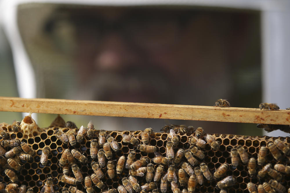 OD DANAS U PRIVREDNOJ KOMORI: Besplatne obuke za poljoprivrednike i pčelare