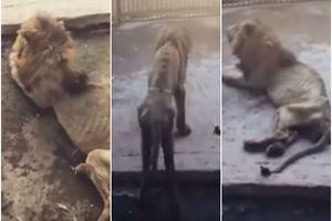 (VIDEO) JEDVA SE BORI ZA ŽIVOT: Lava koji umire od gladi u zoo vrtu sakrili od javnosti, i to sve zbog ovog snimka