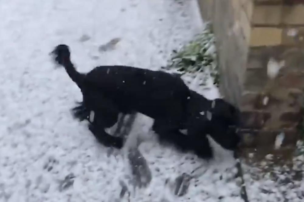 (VIDEO) SNEEEEEG! Kuca prvi put vidi pahulje, a njenu reakciju razumeće svi koji vole zimu!
