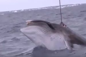 (UZNEMIRUJUĆI VIDEO) SNIMAK KOJI JE ŠOKIRAO SVET: Predstavljali se kao morski istraživači, pa zverski ubijali zaštićene kitove