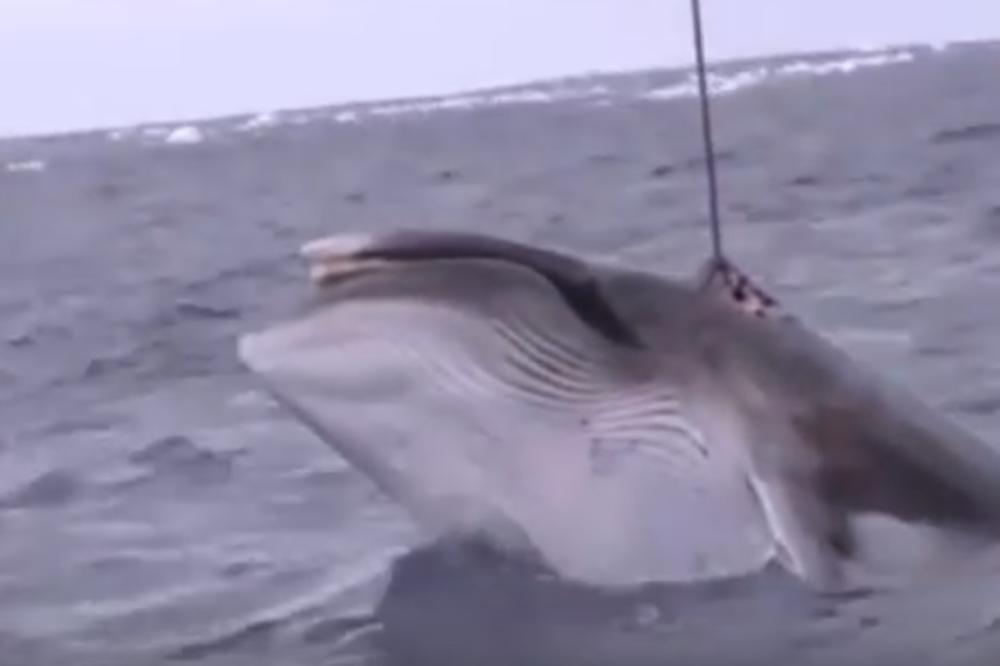 (UZNEMIRUJUĆI VIDEO) SNIMAK KOJI JE ŠOKIRAO SVET: Predstavljali se kao morski istraživači, pa zverski ubijali zaštićene kitove