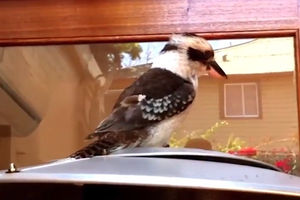 (VIDEO) PRVO TAJAC A ONDA SVE GLASNIJI URLIK! Ovakav zvuk ptice nikada niste čuli!