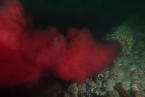 (VIDEO) JEDAN OD NAJLEPŠIH KRAJEVA SVETA SE SUOČAVA SA KATASTROFOM: Krv iz otpadnih voda završava u prirodi, a ovaj snimak će vas duboko zamisliti!