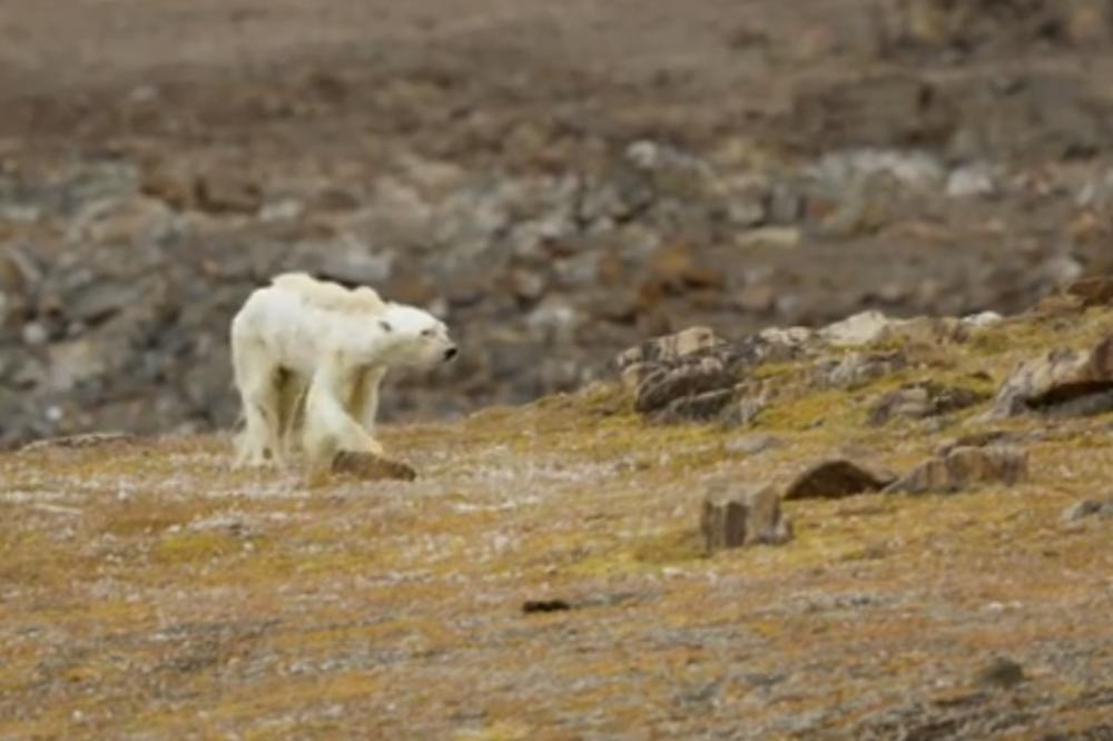 SVET MIRNO GLEDA KATASTROFU NA ARKTIKU: S otapanjem leda, tope se i beli medvedi!