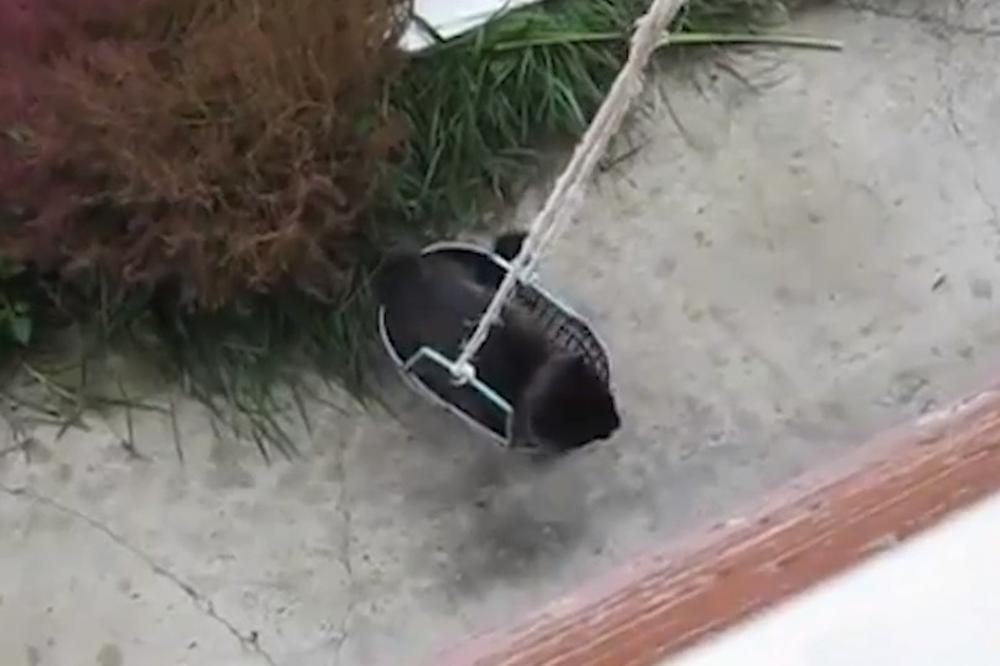 (VIDEO) NEVEROVATNO! Ova razmažena maca ima i lift!